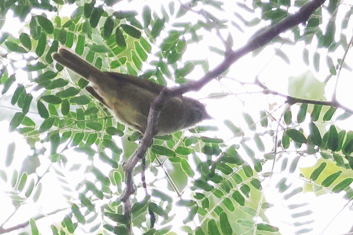 Bulbul gracile - ML646724197