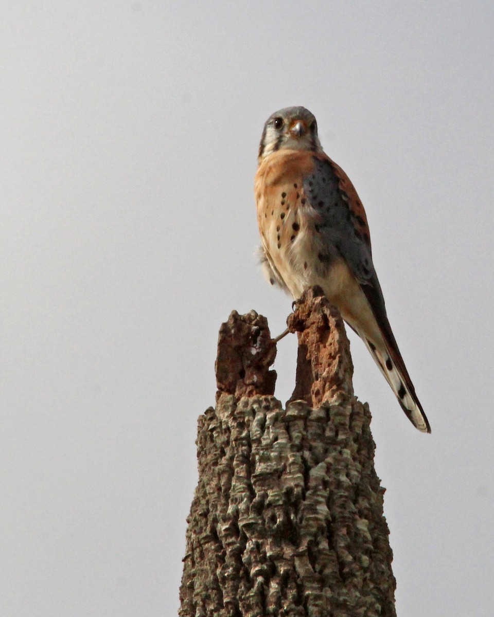 Buntfalke - ML646724199