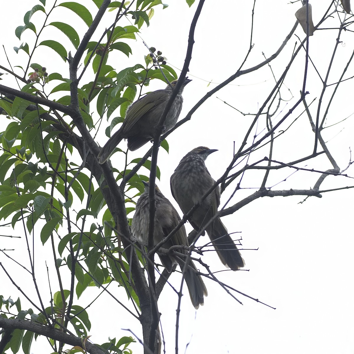 Straw-headed Bulbul - ML646724201