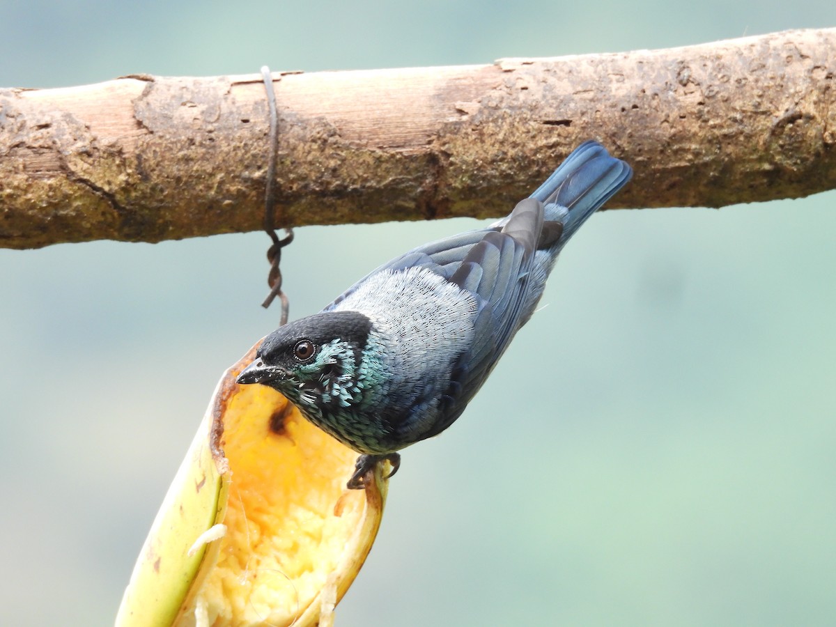 Black-capped Tanager - ML646724208