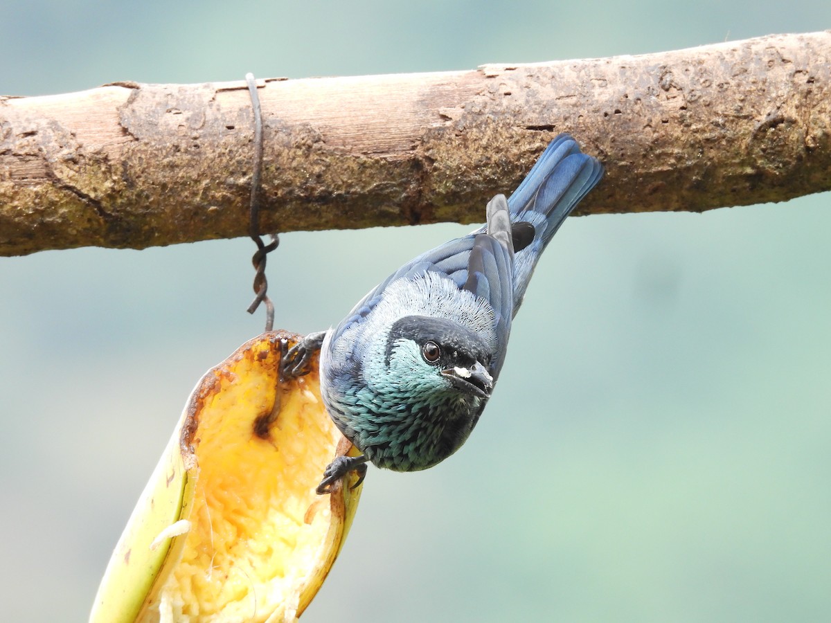 Black-capped Tanager - ML646724209