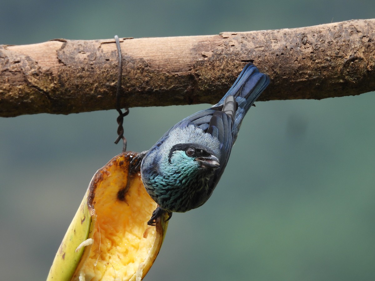 Black-capped Tanager - ML646724210