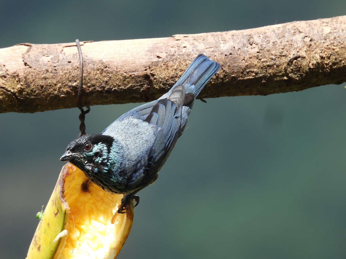 Black-capped Tanager - ML646724211