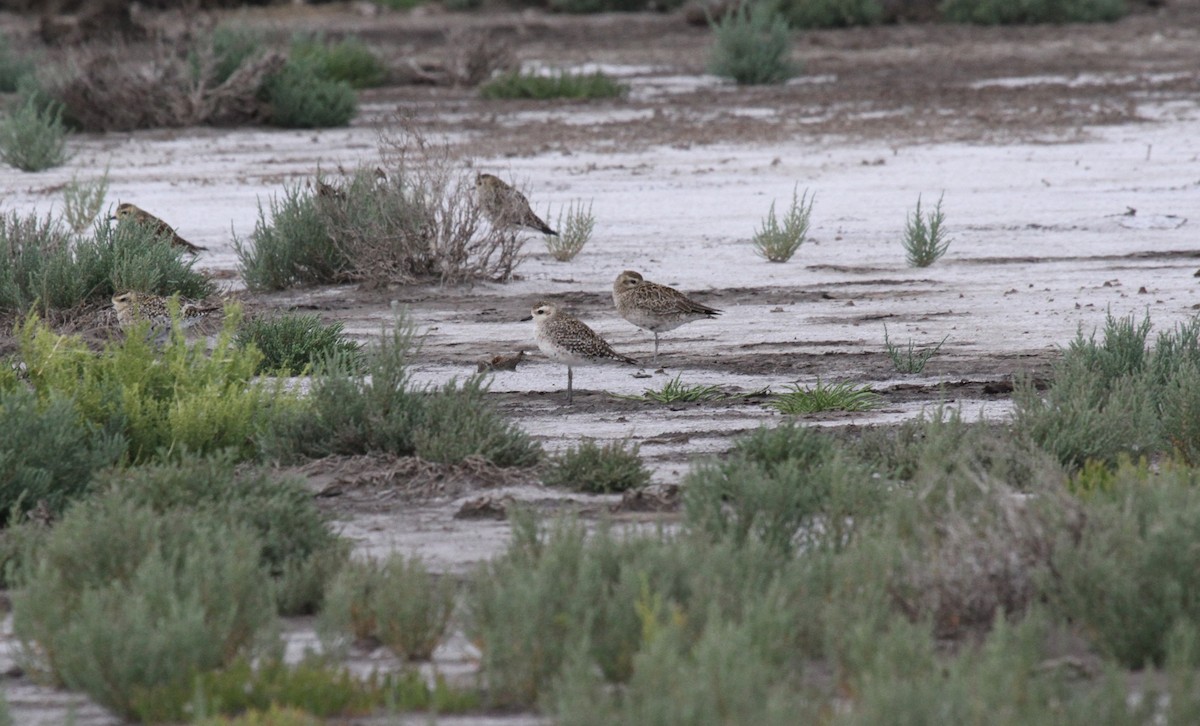 Американская ржанка - ML646724212