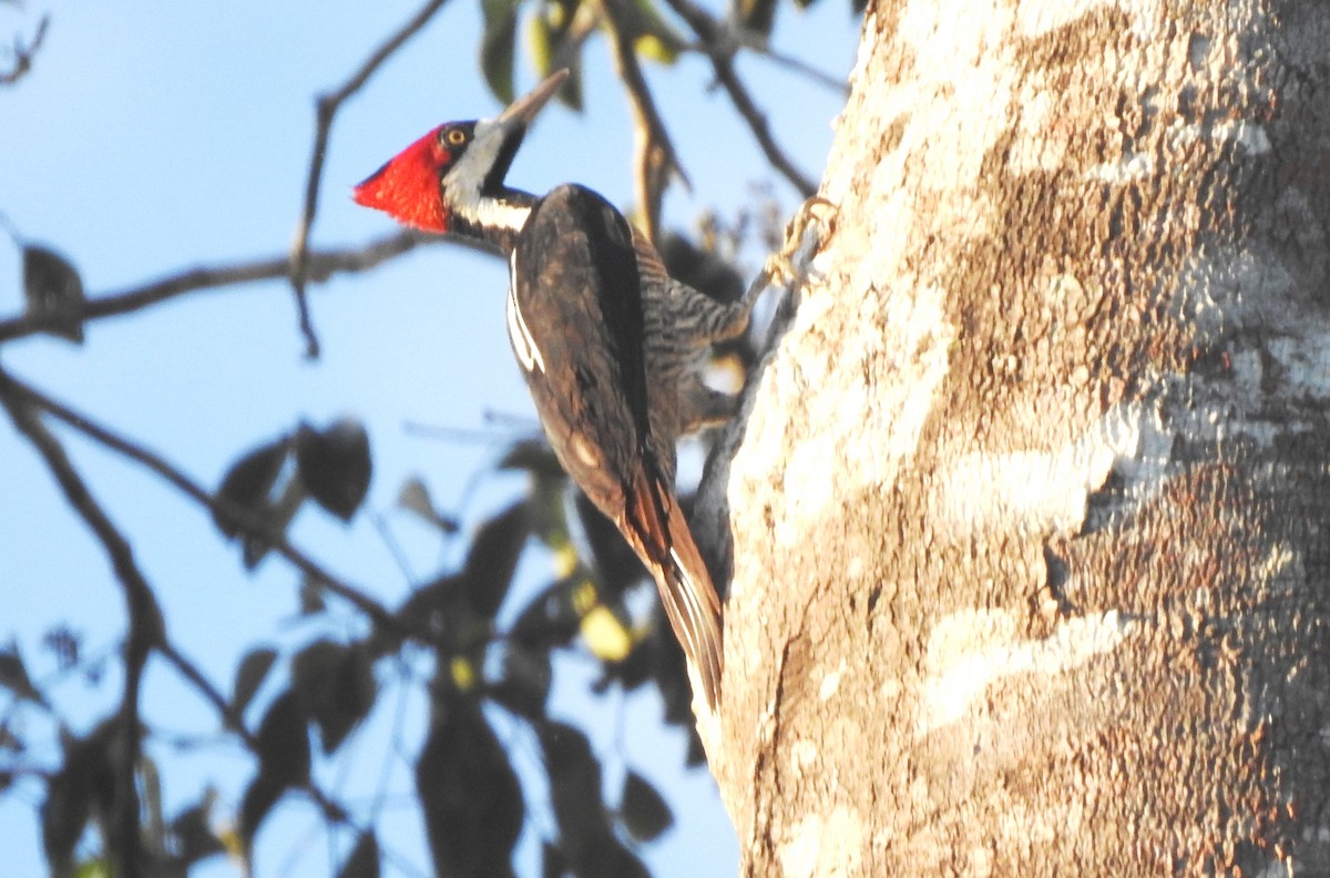Crimson-crested Woodpecker - ML646724213