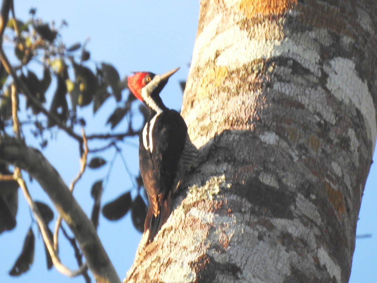 Crimson-crested Woodpecker - ML646724215