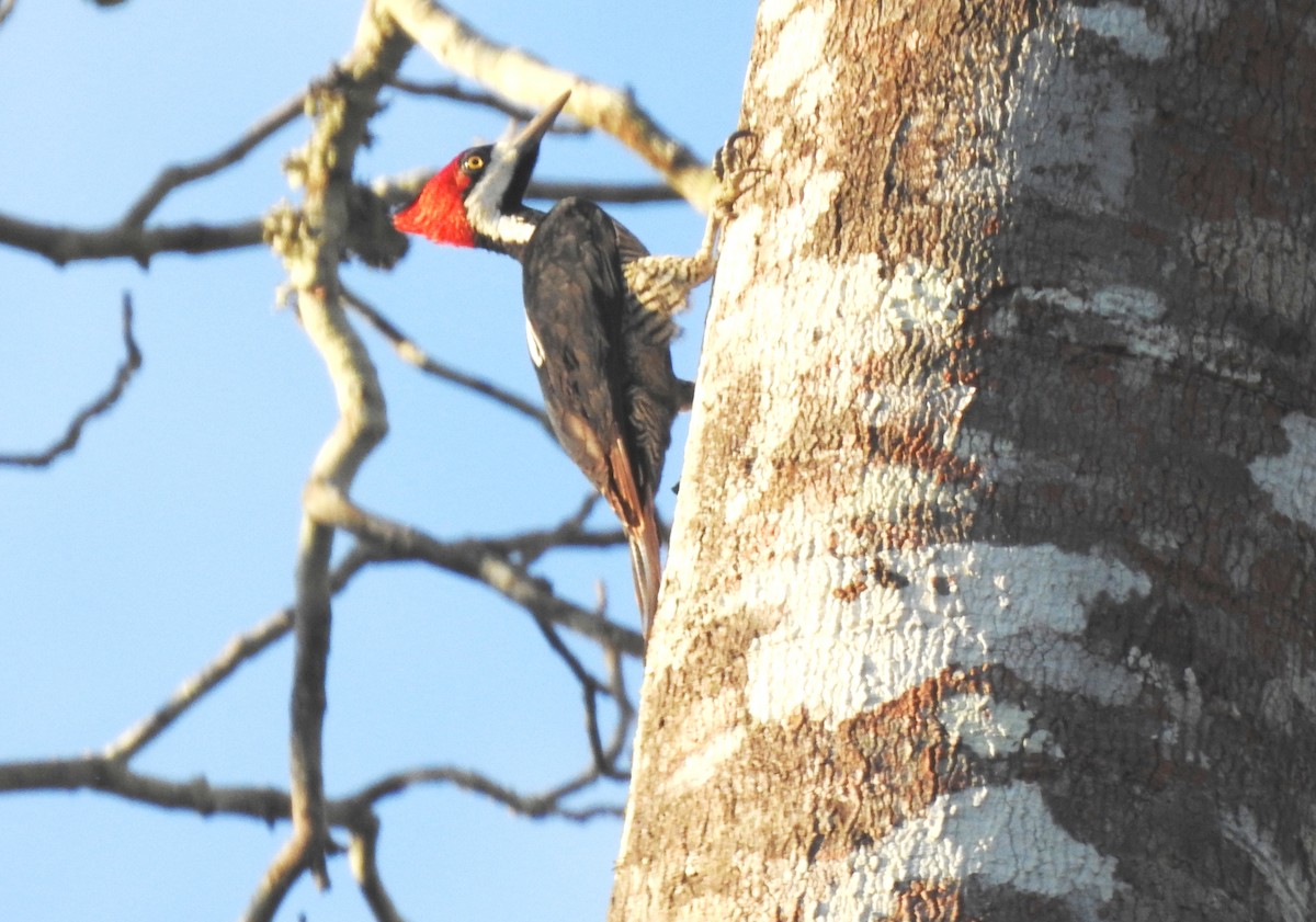 Crimson-crested Woodpecker - ML646724221