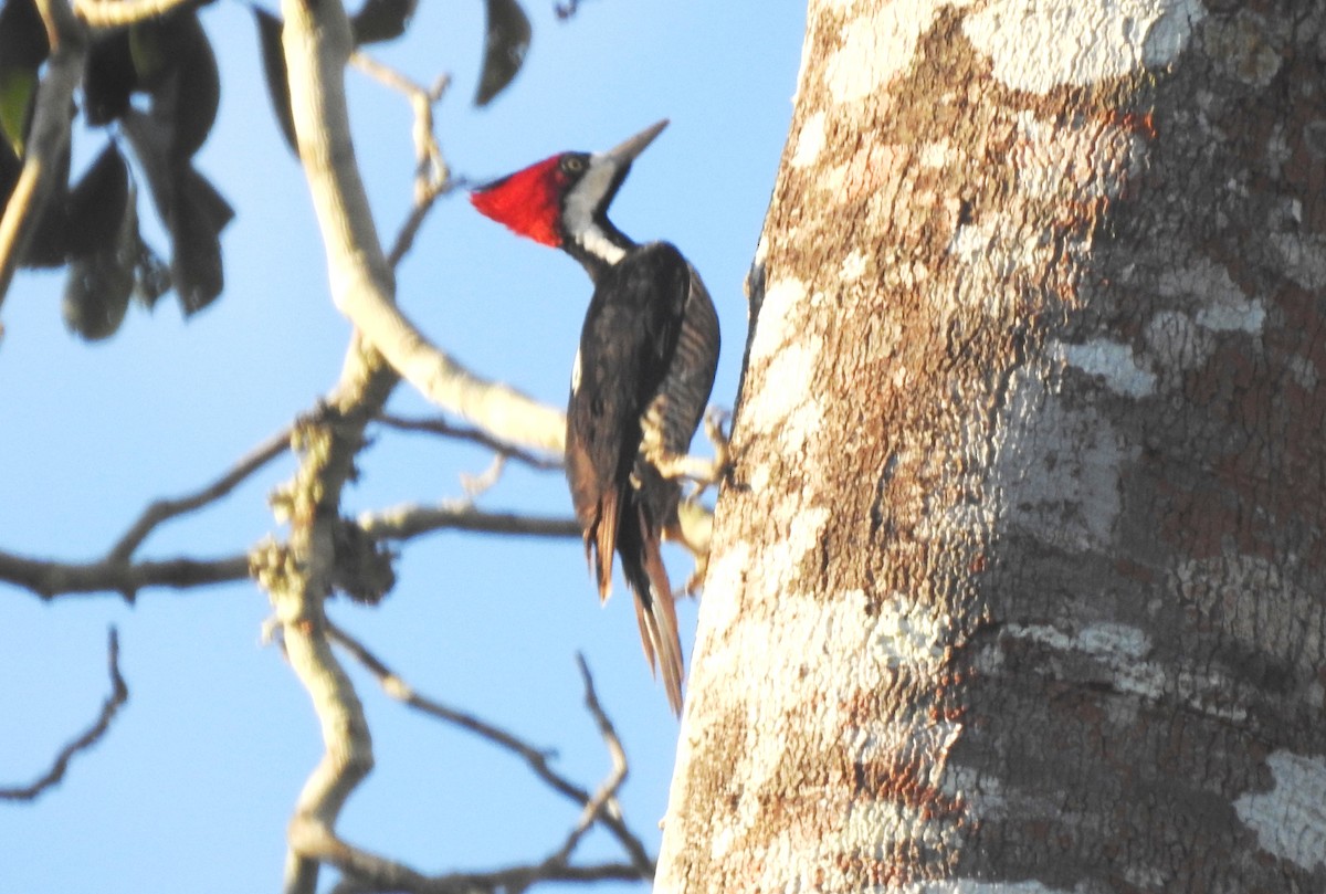 Crimson-crested Woodpecker - ML646724222