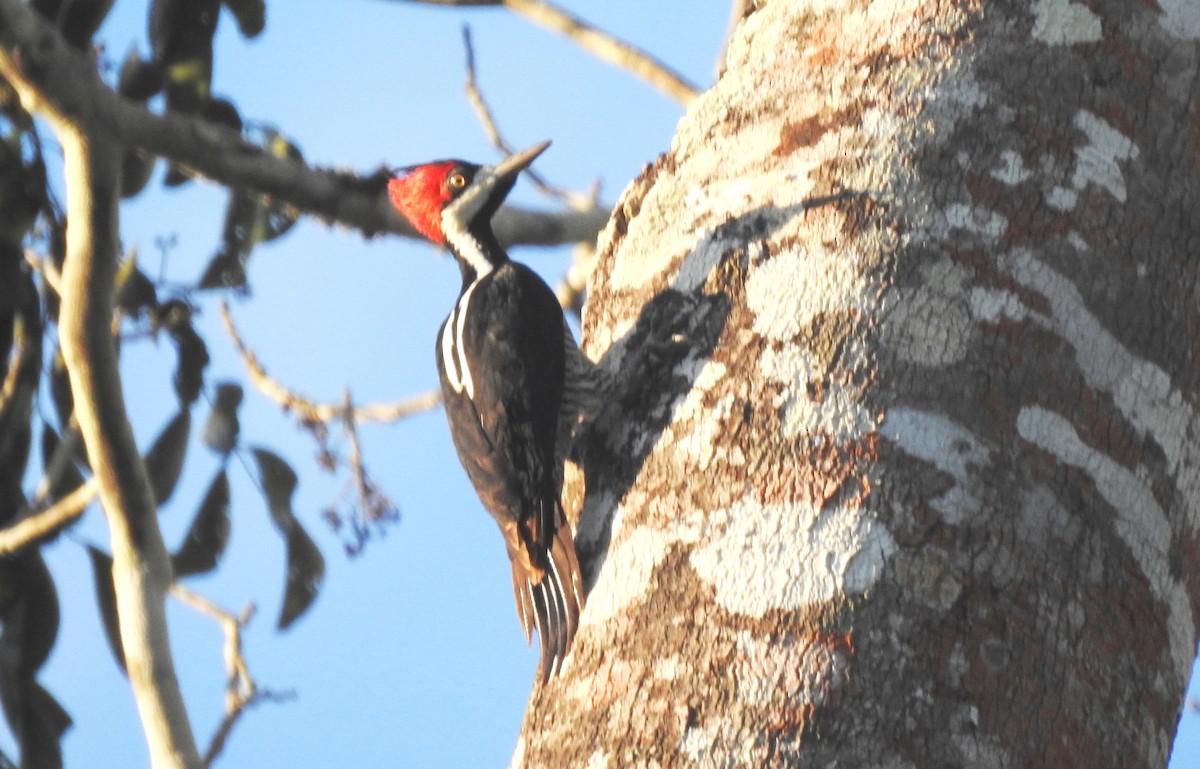 Crimson-crested Woodpecker - ML646724223