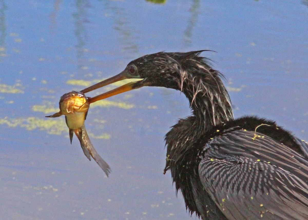Amerika-Schlangenhalsvogel - ML646724224