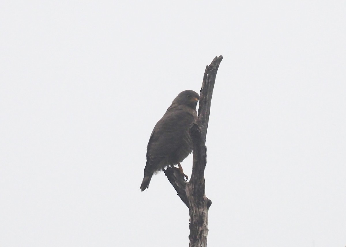Roadside Hawk (Northern) - ML646724226