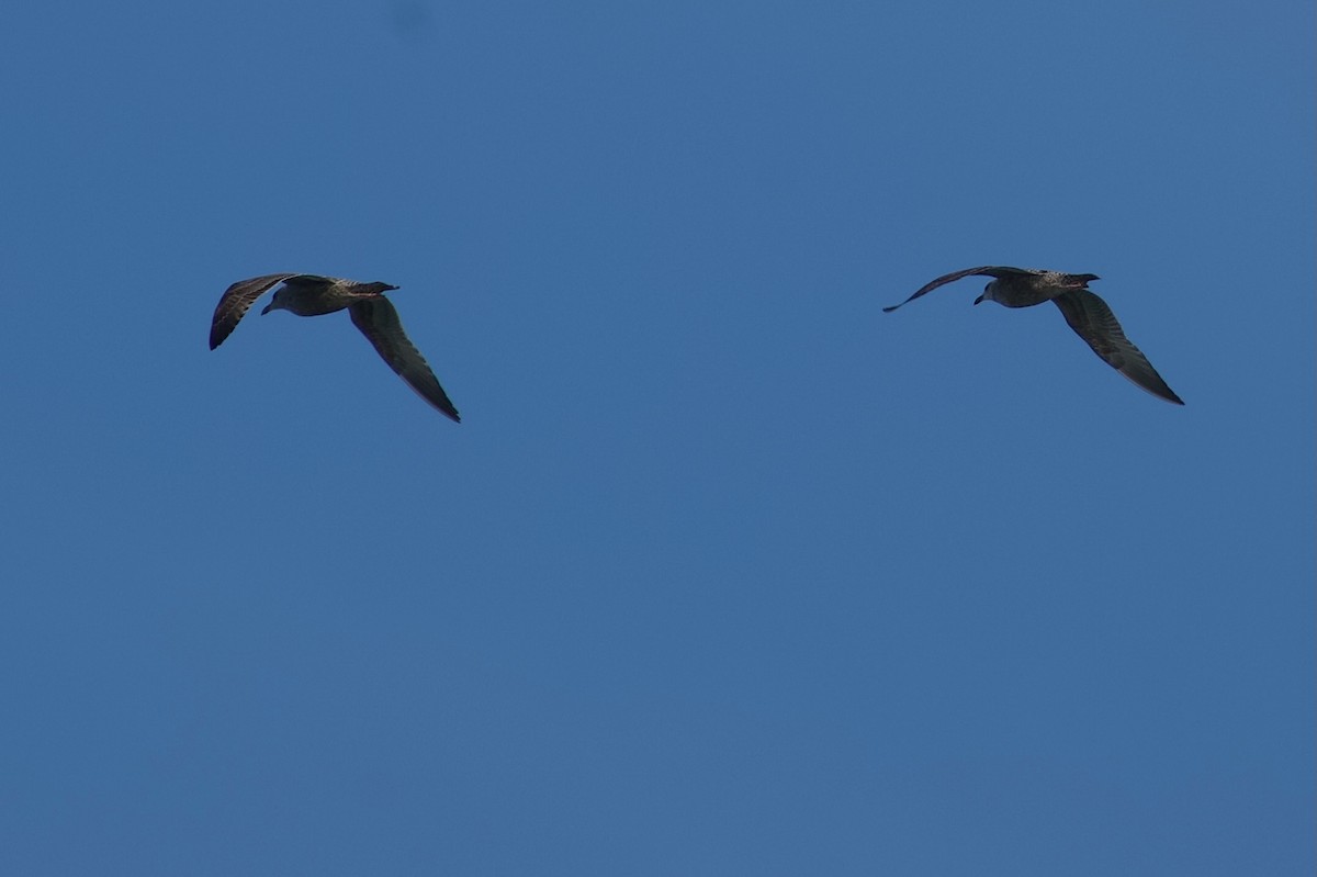 Kaio hauskara amerikarra - ML646724227