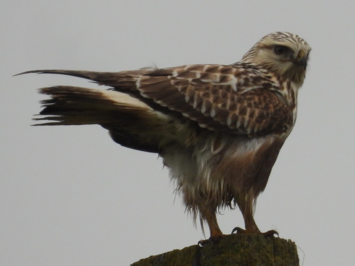 Zapelatz galtzaduna - ML646724228