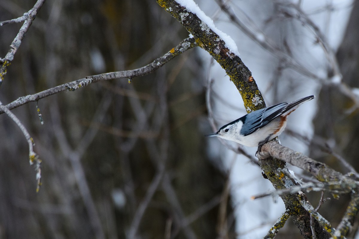 White-breasted Nuthatch - ML646724229