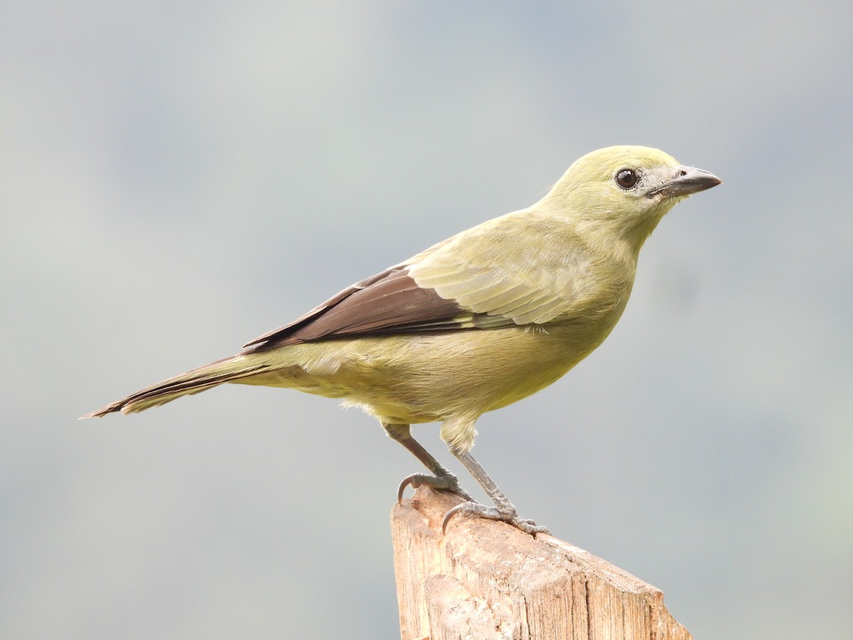 palmetanagar - ML646724232