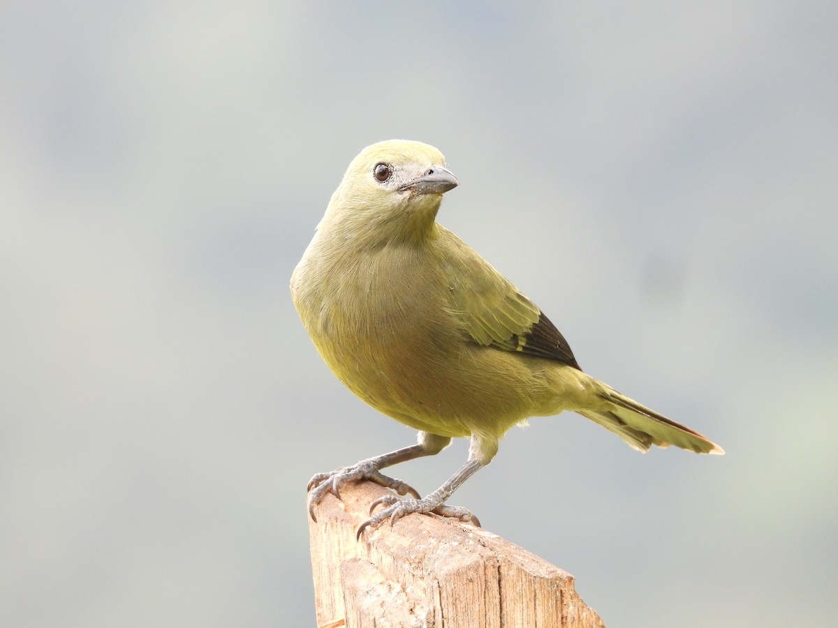 palmetanagar - ML646724233