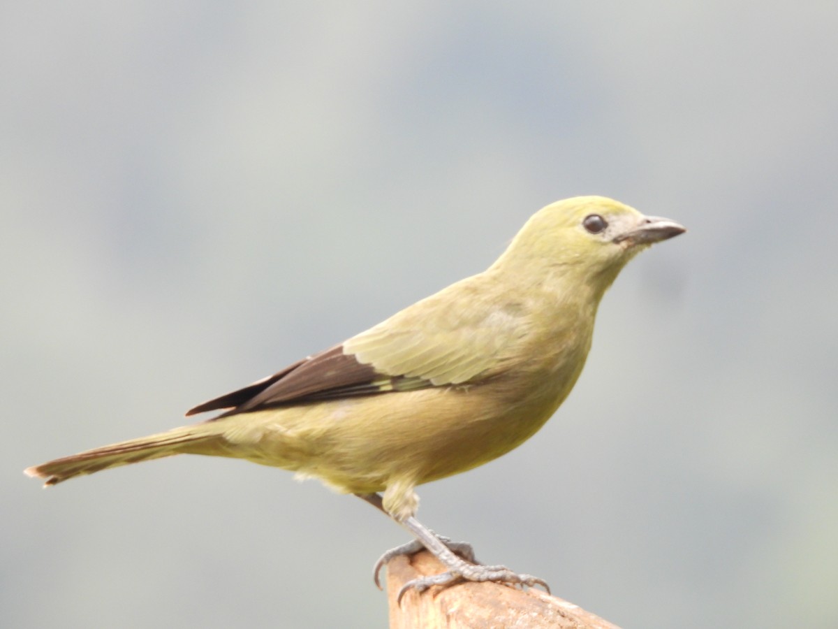 palmetanagar - ML646724234