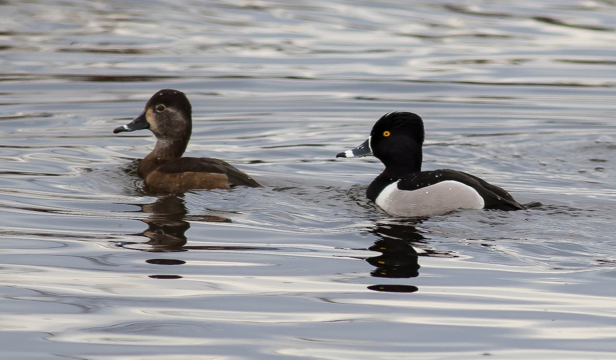 Murgilari lepokoduna - ML646724235