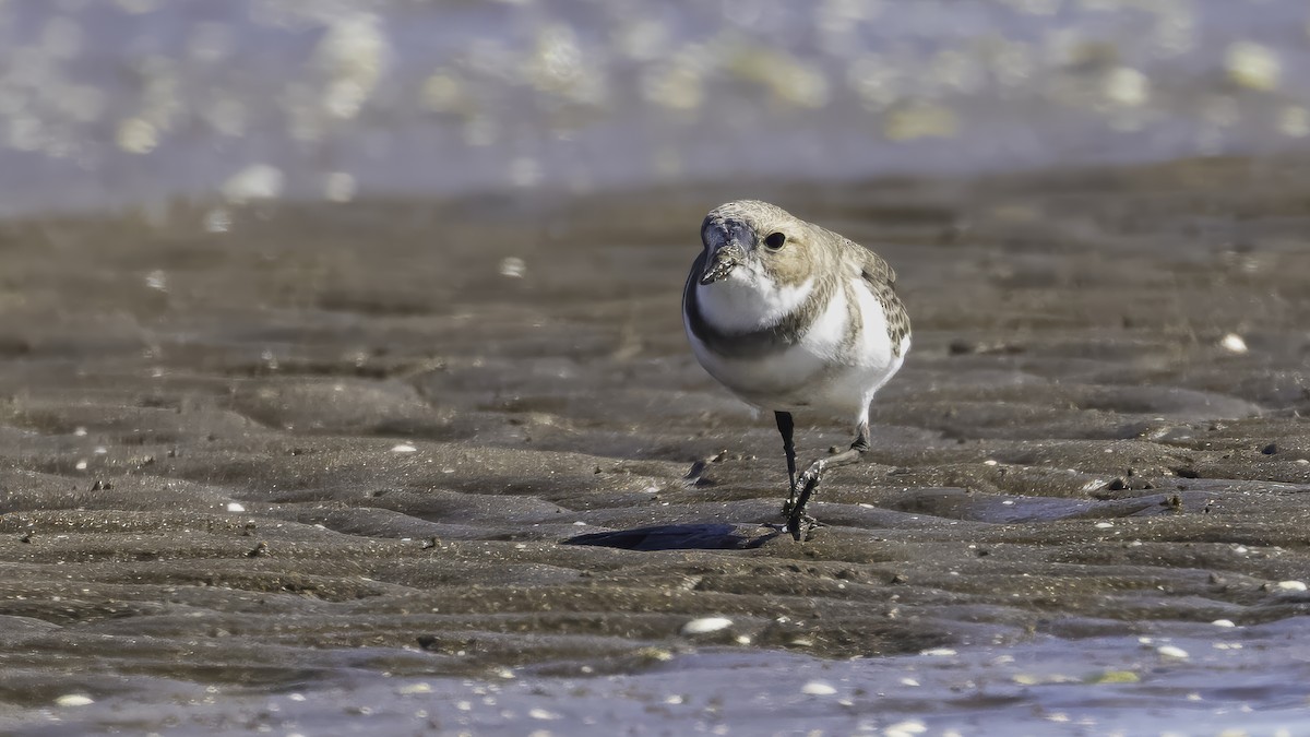 Two-banded Plover - ML646724236