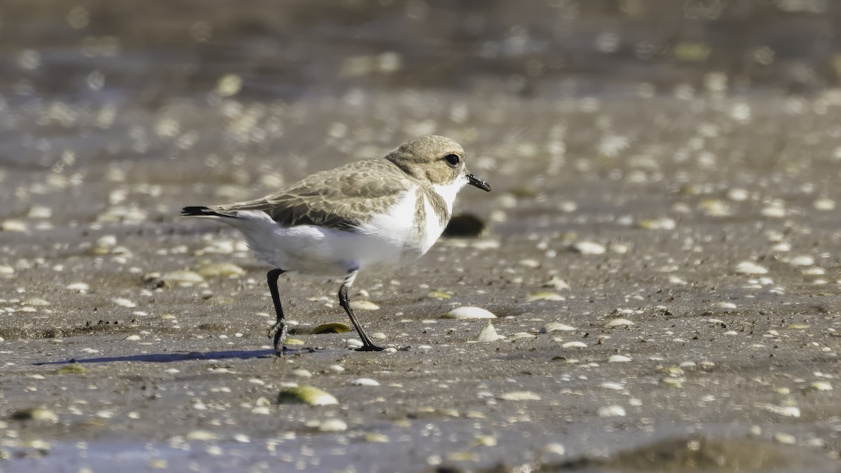 Two-banded Plover - ML646724237