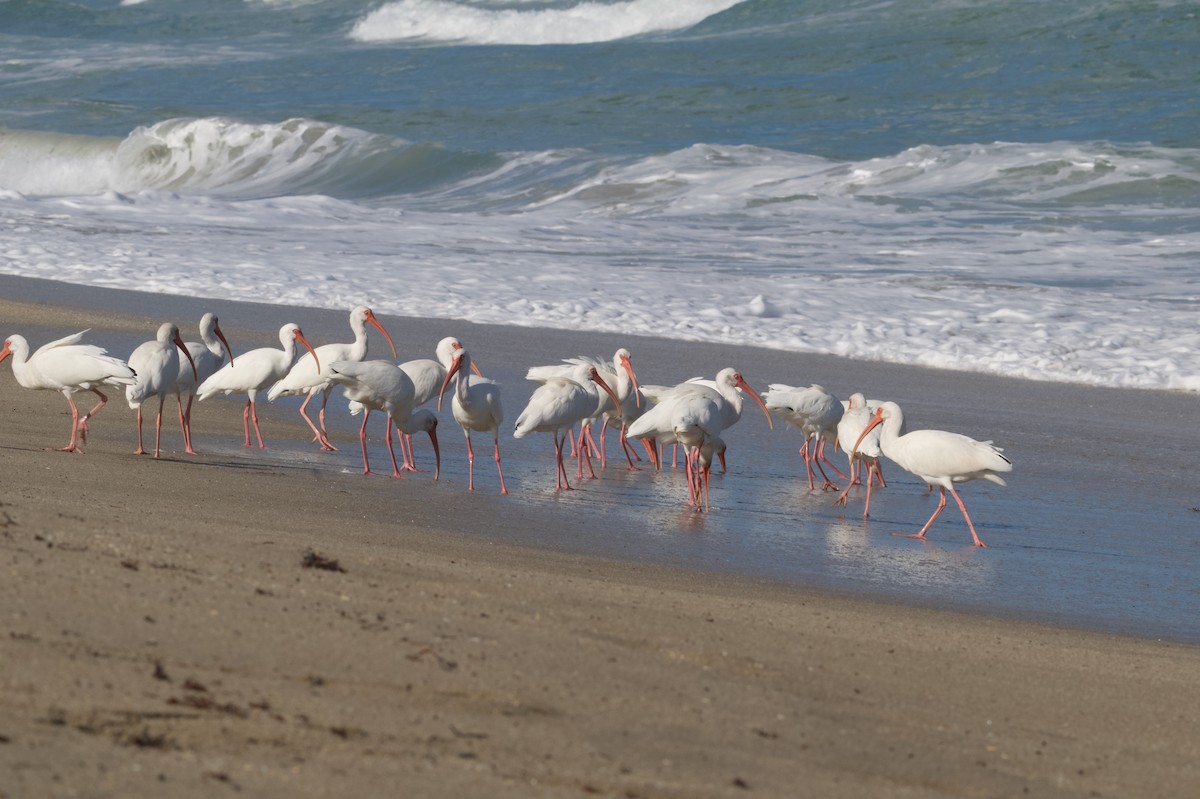 White Ibis - ML646724238