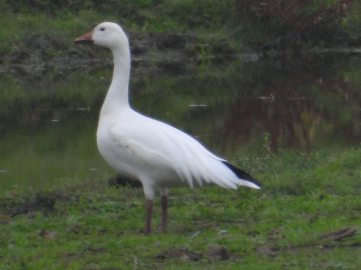 Schneegans - ML646724239