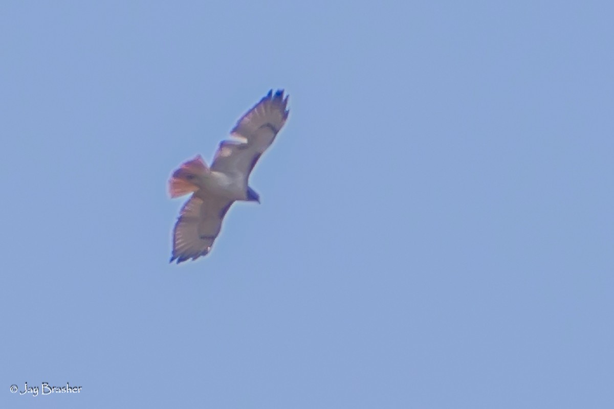 Red-tailed Hawk (borealis) - ML646724245