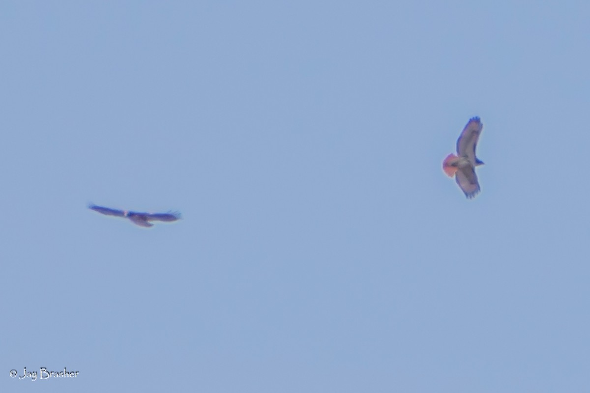 Red-tailed Hawk (borealis) - ML646724247