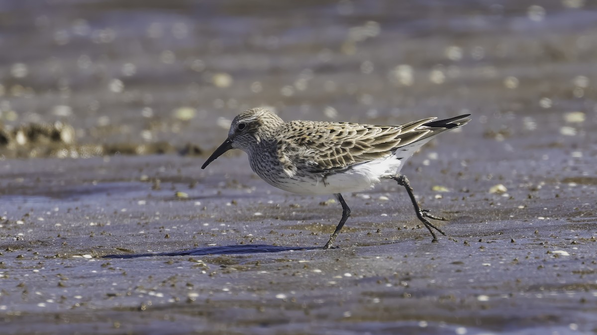 Бонапартов песочник - ML646724248