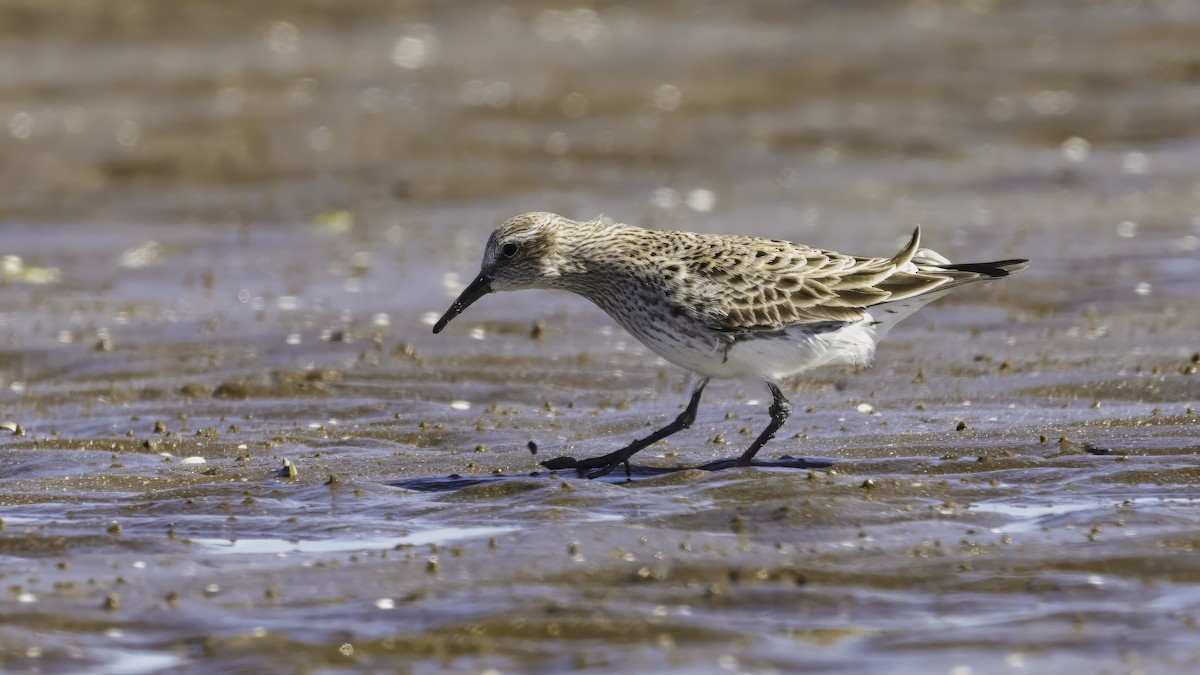 Бонапартов песочник - ML646724249