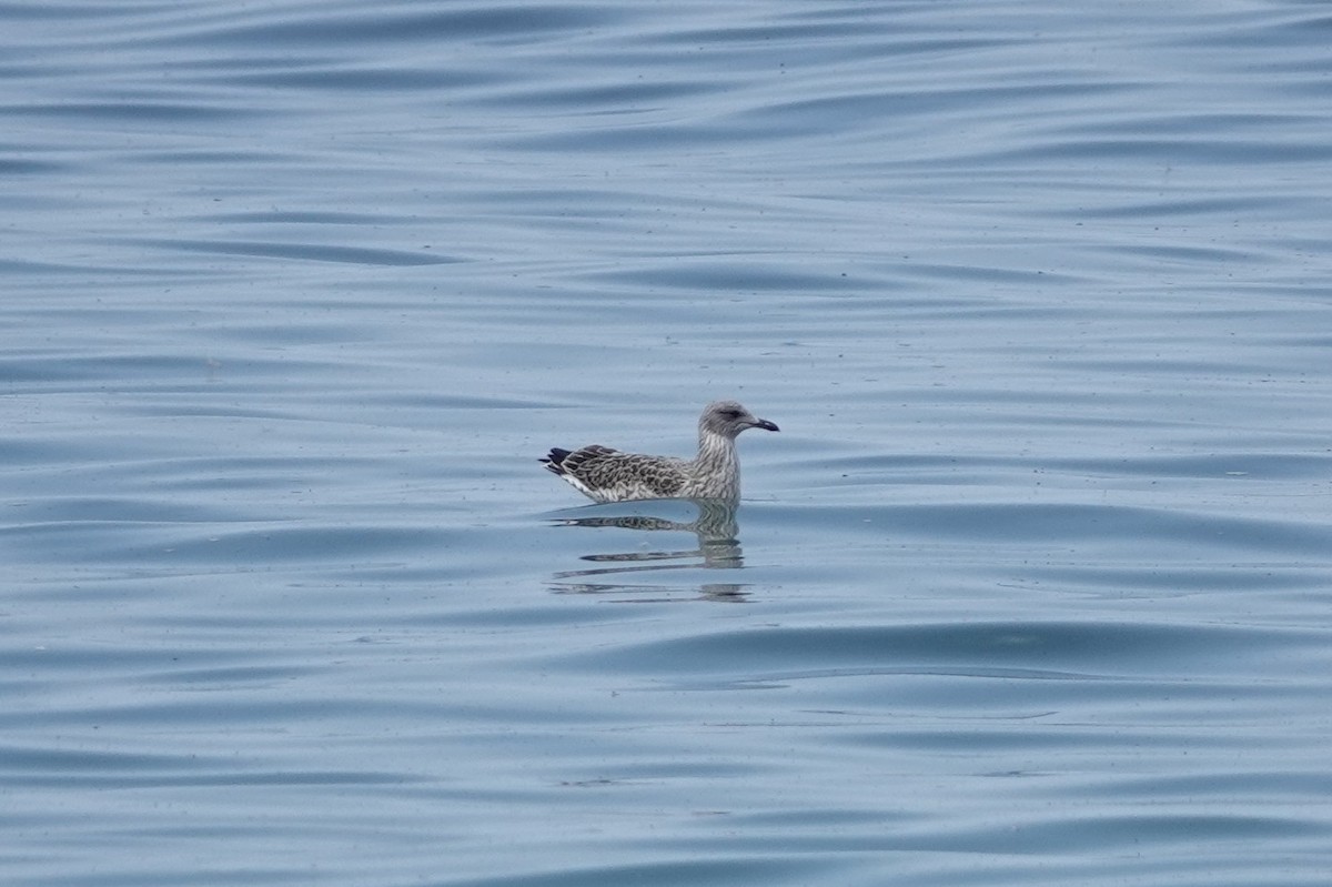 Kaioa sp. - ML646724250