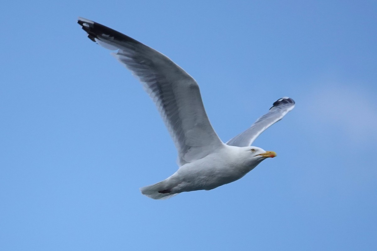 Kaioa sp. - ML646724251