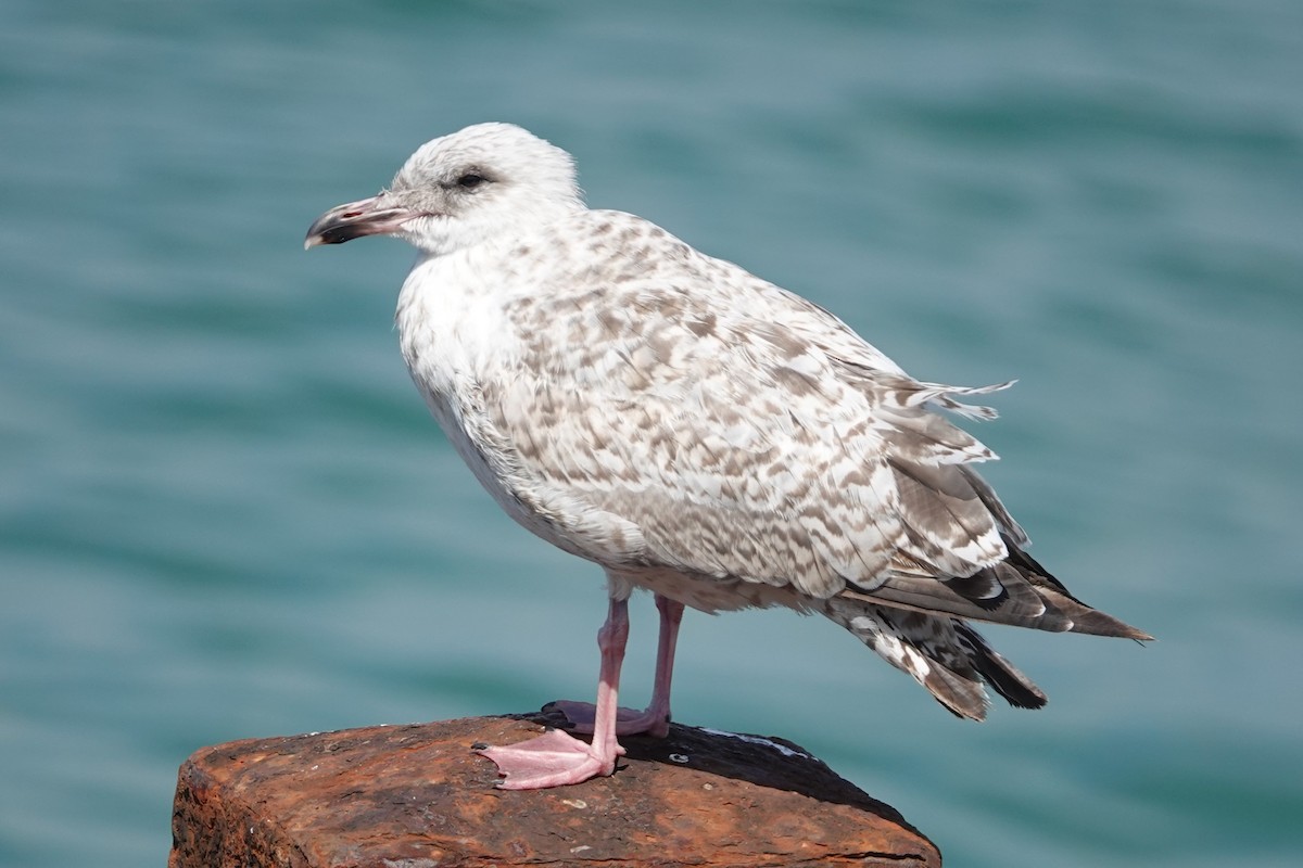 Kaioa sp. - ML646724252