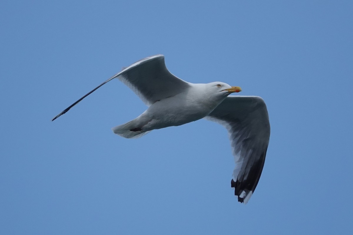 Kaioa sp. - ML646724253