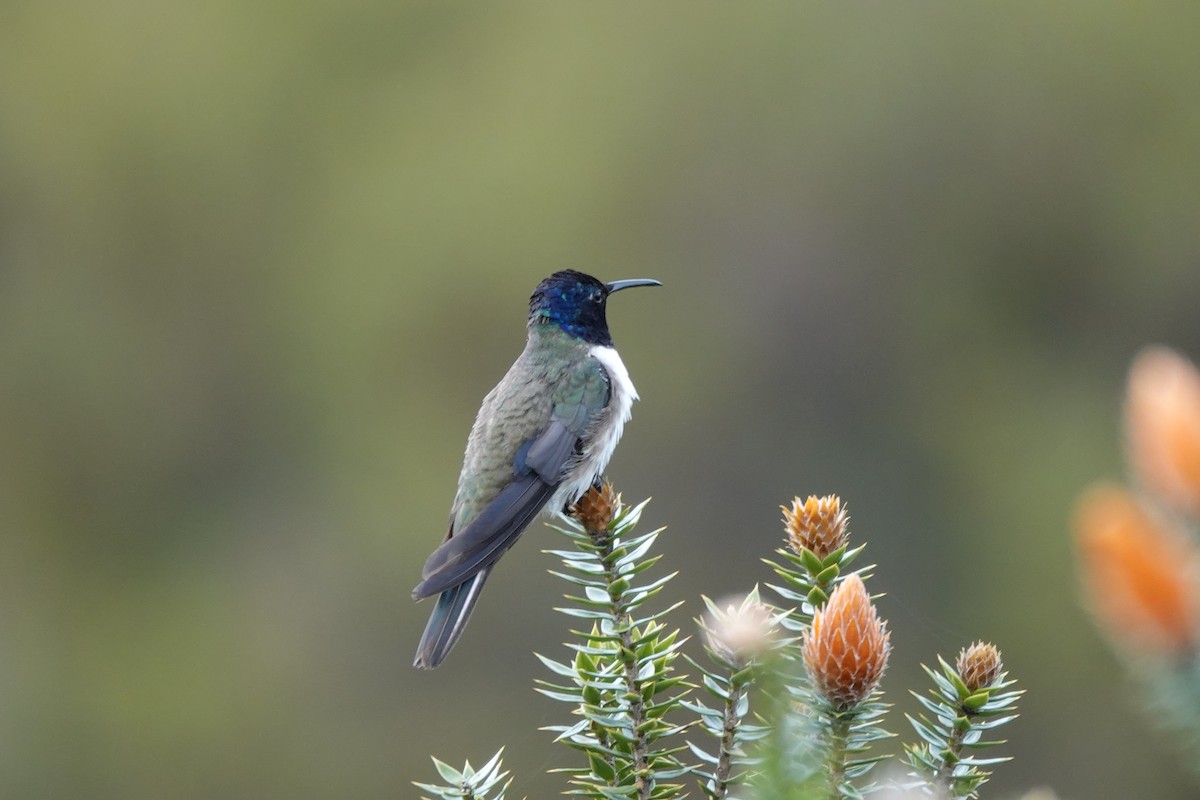 Ecuadorian Hillstar - ML646724256