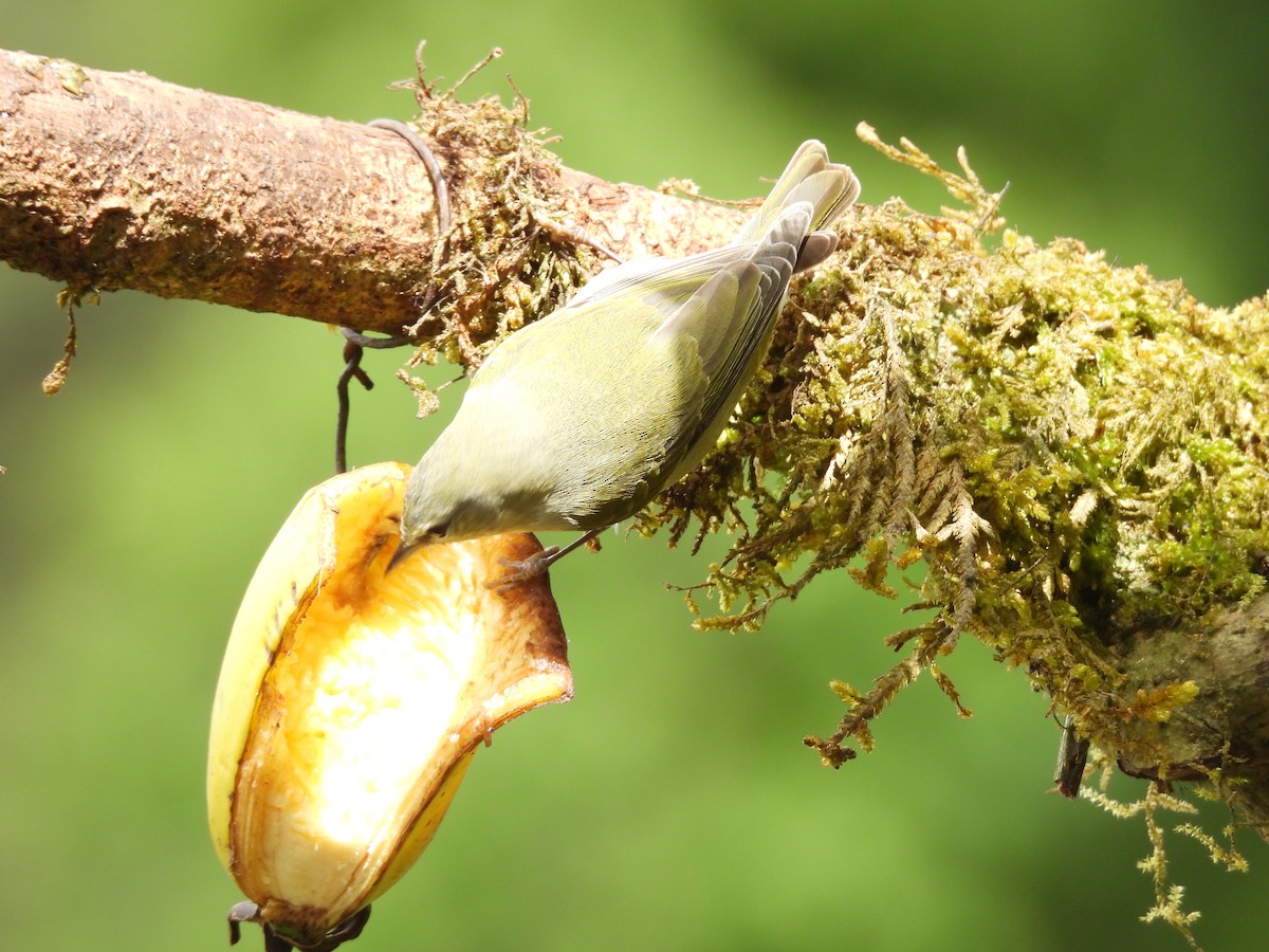 Tennessee Warbler - ML646724257