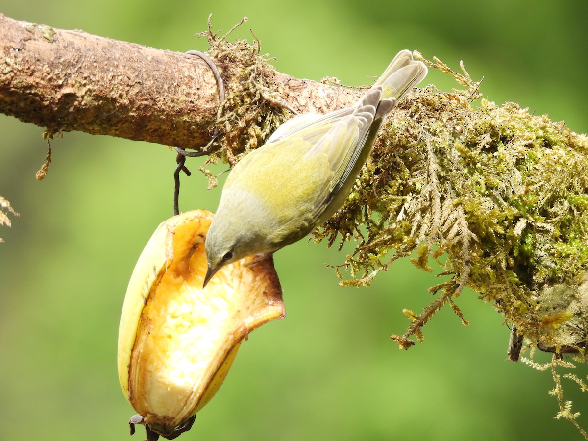 Tennessee Warbler - ML646724258