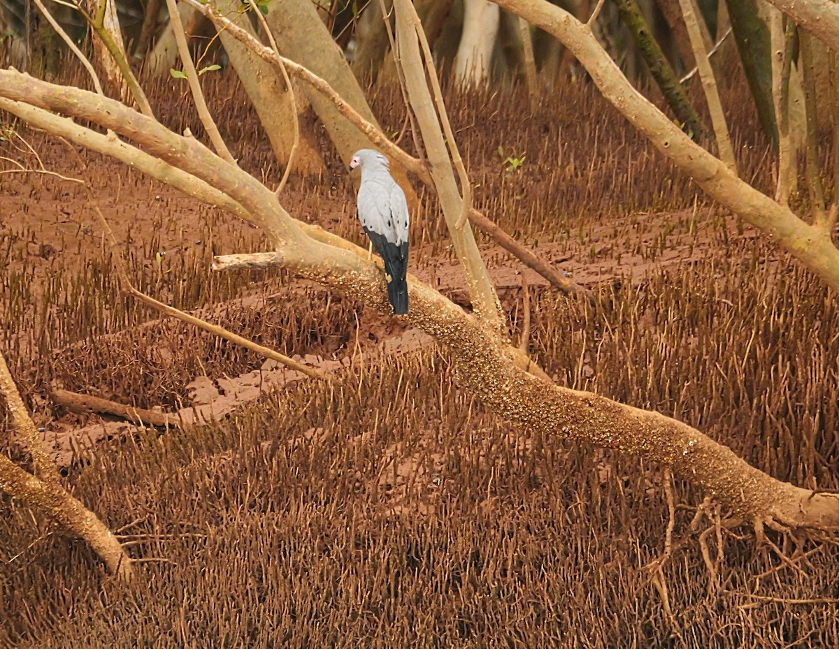 Madagascar Harrier-Hawk - ML646724259