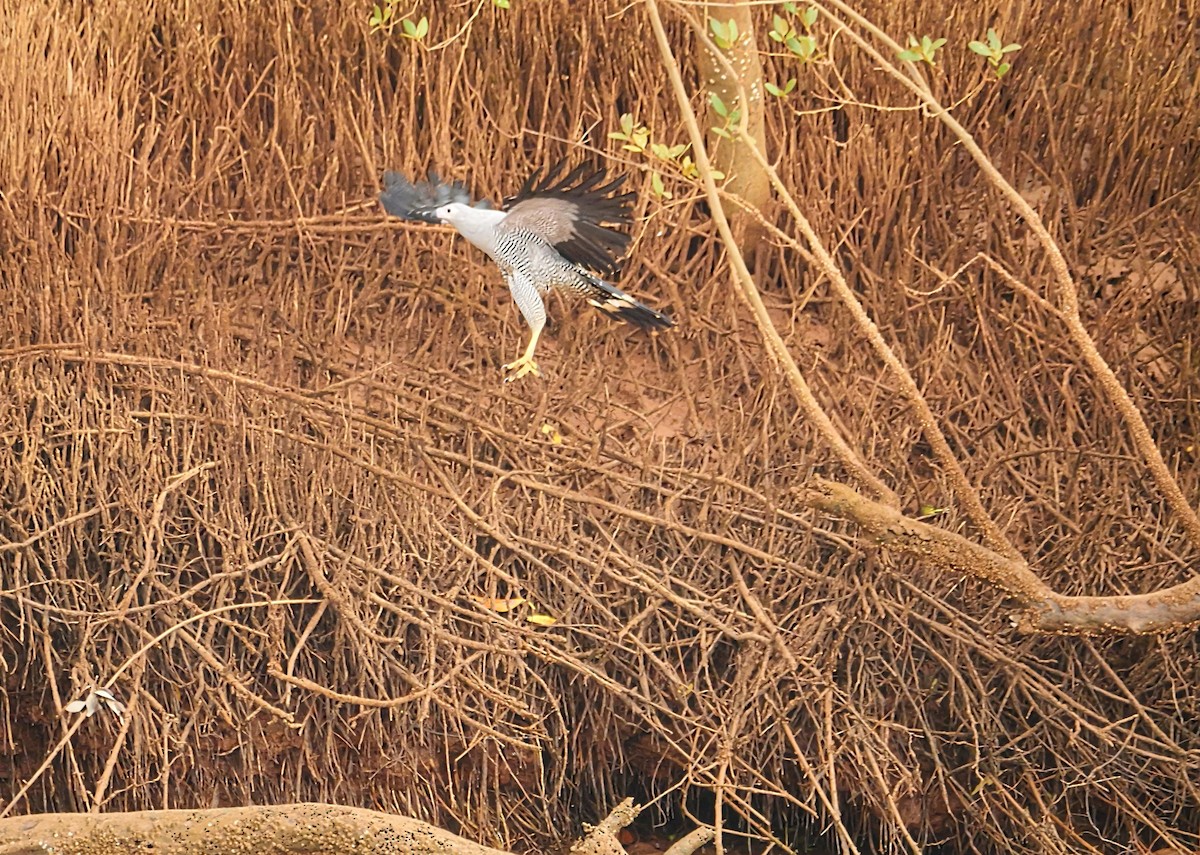 Madagascar Harrier-Hawk - ML646724260