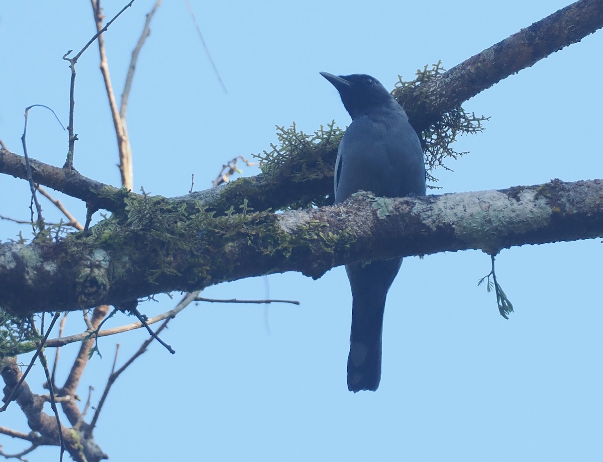 Pale-shouldered Cicadabird - ML646724265