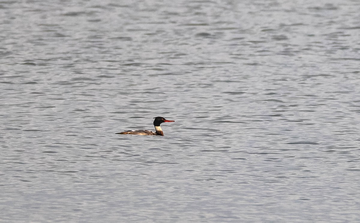 Zerra ertaina - ML646724268