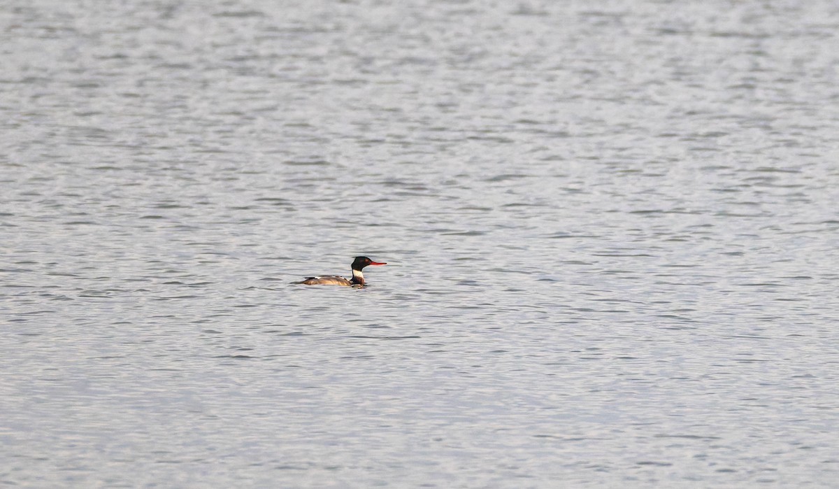 Длинноносый крохаль - ML646724272