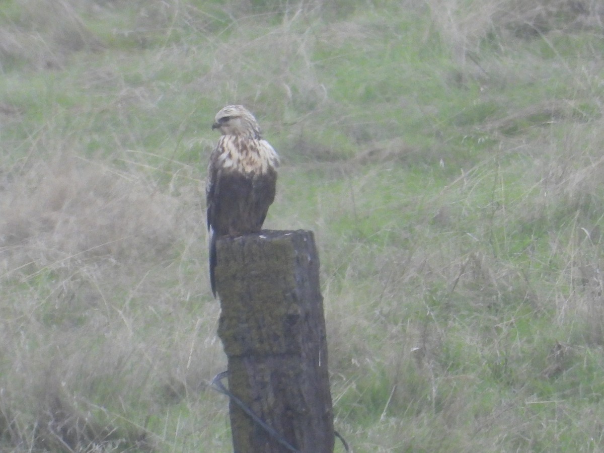 Raufußbussard - ML646724274