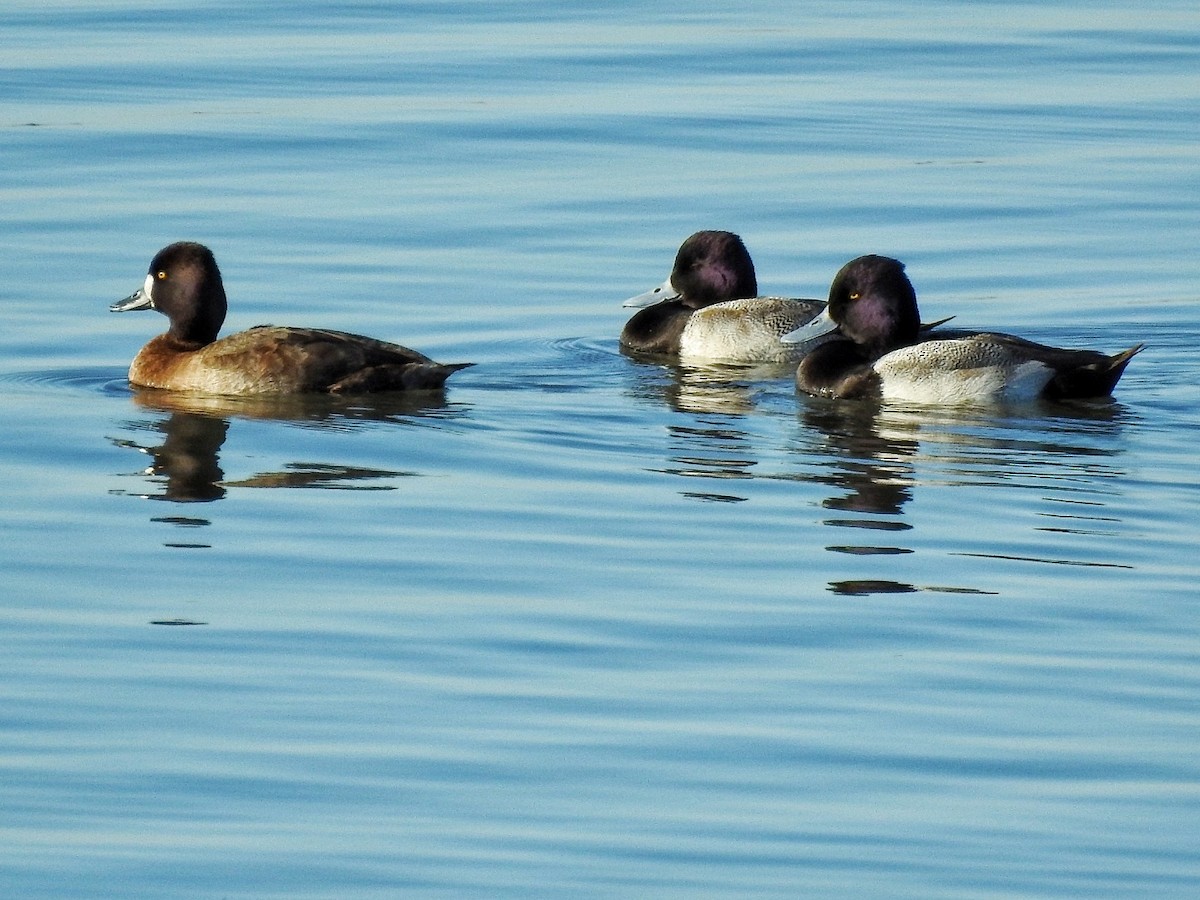 polák vlnkovaný - ML646724283