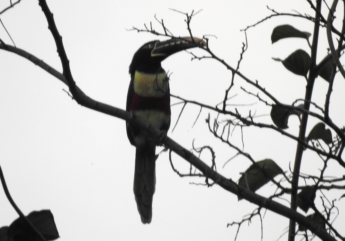 Braunohrarassari - ML646724285