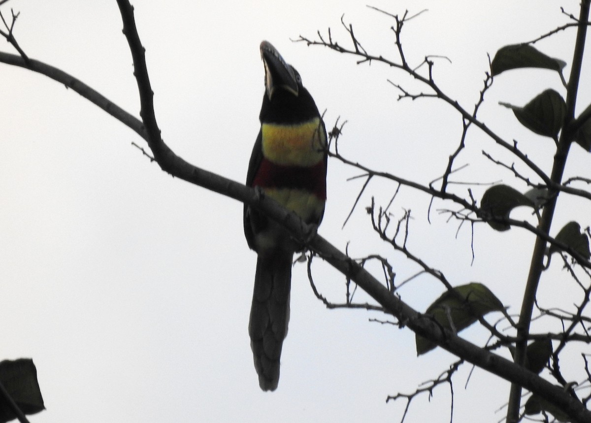 Braunohrarassari - ML646724286