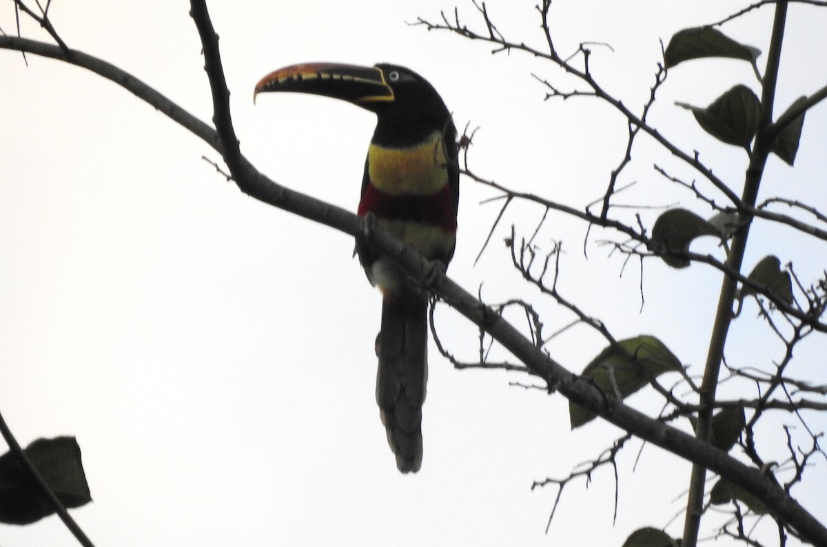 Braunohrarassari - ML646724287