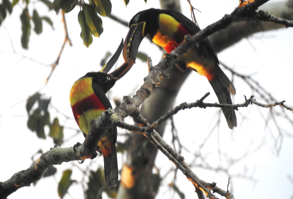 Braunohrarassari - ML646724288