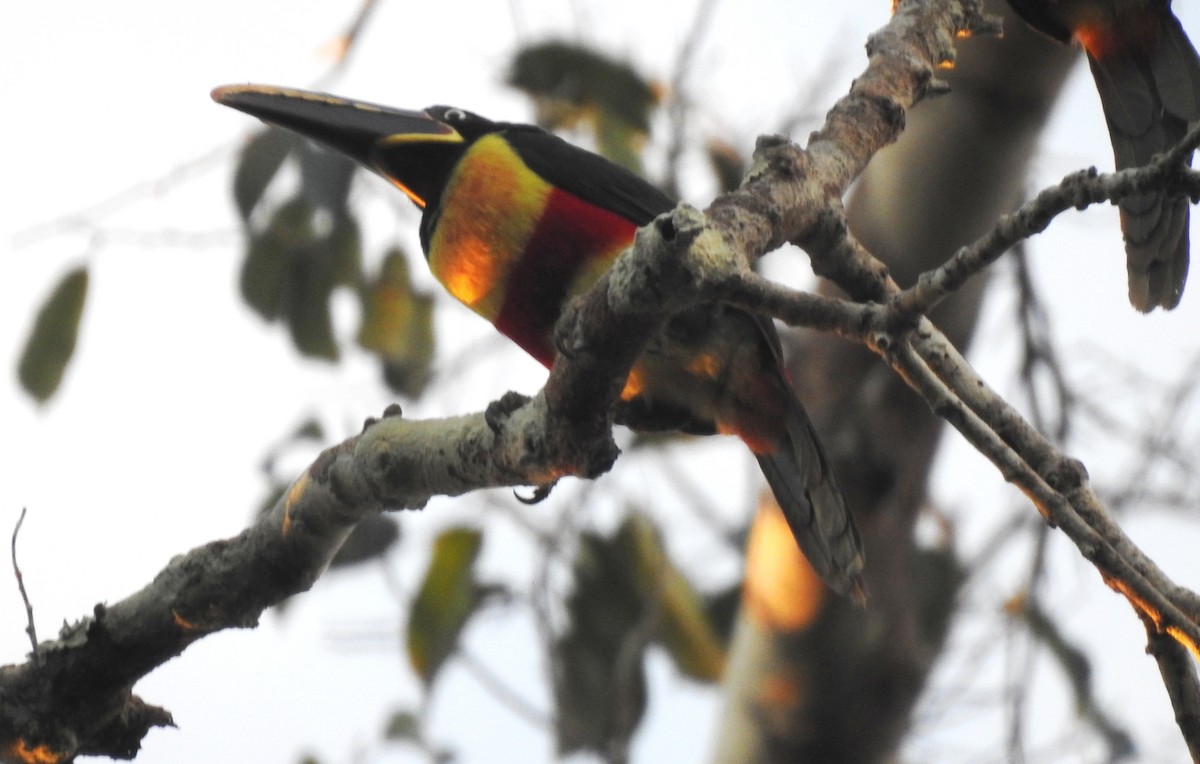 Braunohrarassari - ML646724289