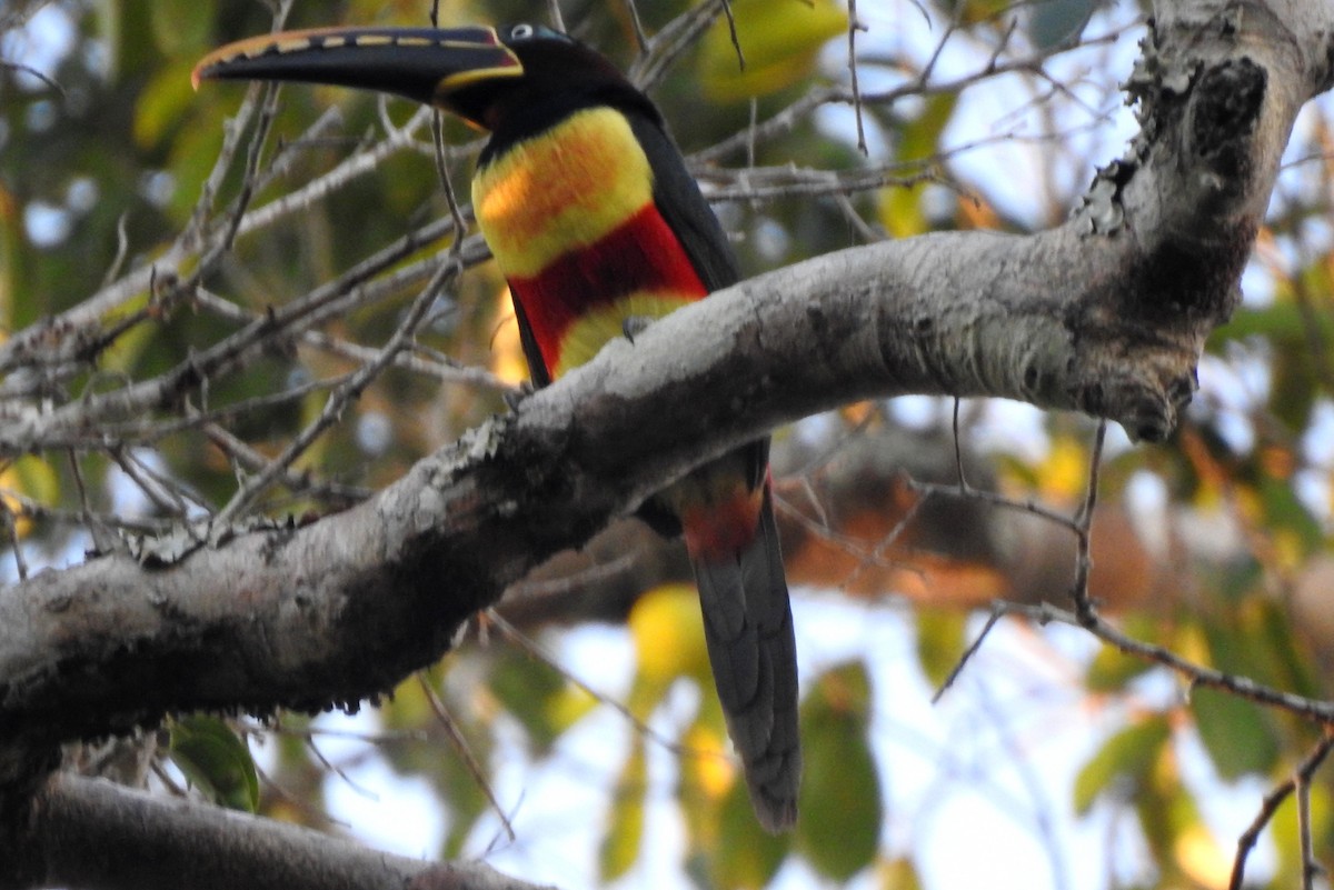 Braunohrarassari - ML646724290